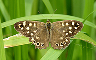 Speckled Wood (Pararge aegeria)